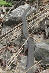 Coluber constrictor foxii