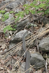 Coluber constrictor foxii