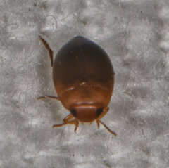 Clemnius laccophilinus