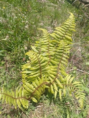 Dryopteris affinis