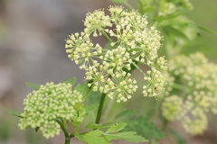 Thaspium chapmanii
