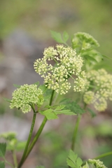 Thaspium chapmanii