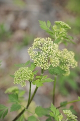 Thaspium chapmanii