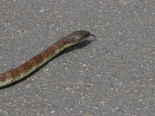 Tiger Snake sighting