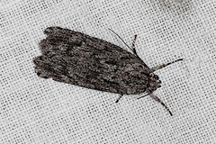 Heteromicta pachytera