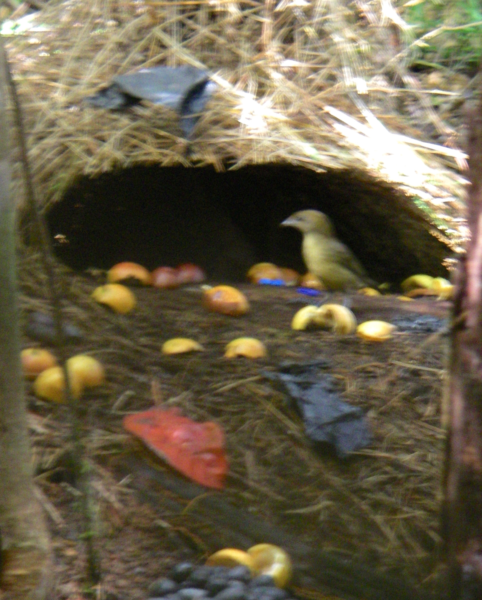 Vogelkop Bowerbird illustration