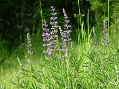 Lupinus arbustus