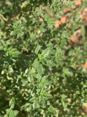 Amaranthus polygonoides