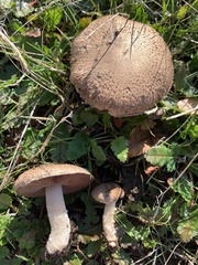 Agaricus incultorum