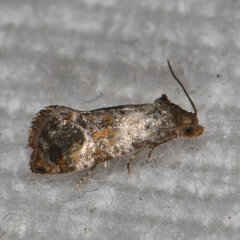 Cochylis punctadiscana