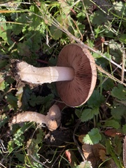 Agaricus incultorum