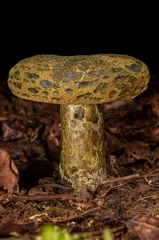 Lactarius atroviridis