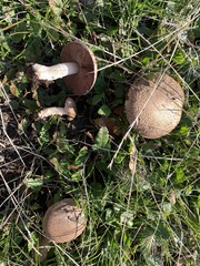 Agaricus incultorum