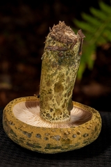 Lactarius atroviridis