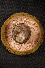 Lactarius atroviridis