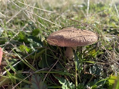 Agaricus incultorum