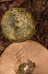 Lactarius atroviridis