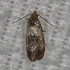 Cochylis punctadiscana