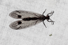 Glenoleon meteoricus