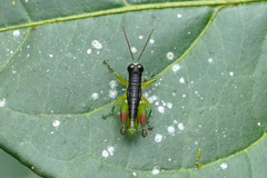 Liebermannacris dorsualis