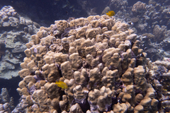 Porites
