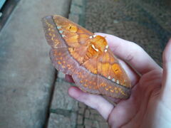 Procitheronia principalis