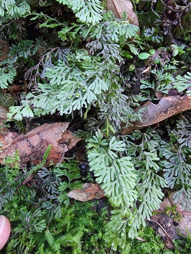 Hymenophyllum tunbrigense image