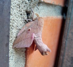 Adeloneivaia subangulata