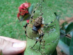 Nephilingis cruentata