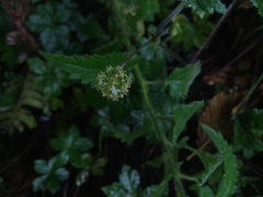 Apiales