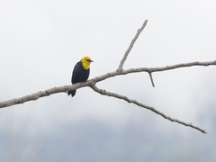 Chrysomus icterocephalus