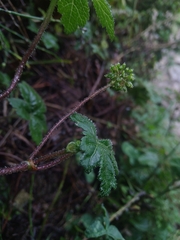 Apiales