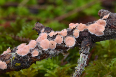 Aleurodiscus grantii