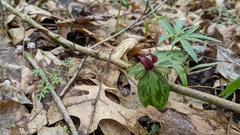 Trillium sessile