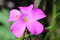 Misumenops temibilis