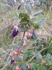 Brachyotum jamesonii