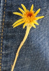 Adenophyllum cooperi