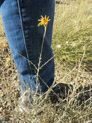 Adenophyllum cooperi