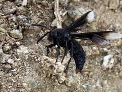 Myrmecopsis strigosa