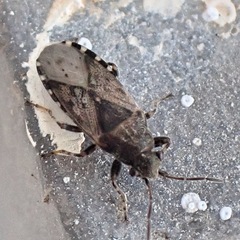 Heterogaster urticae