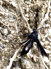 Myrmecopsis strigosa