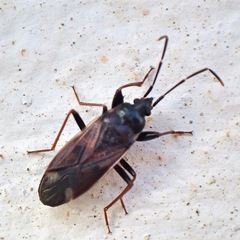 Eremocoris