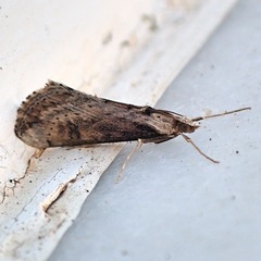 Evergestis isatidalis