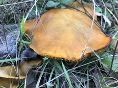 Omphalotus olivascens