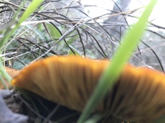 Omphalotus olivascens