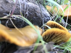 Omphalotus olivascens