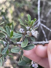 Ceanothus megacarpus