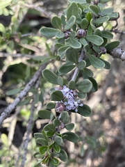 Ceanothus megacarpus
