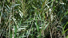 Acrostichum speciosum
