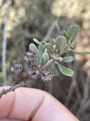 Ceanothus megacarpus